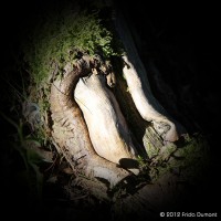 /album/feeries/frida-dumont-img-4446-jpg/